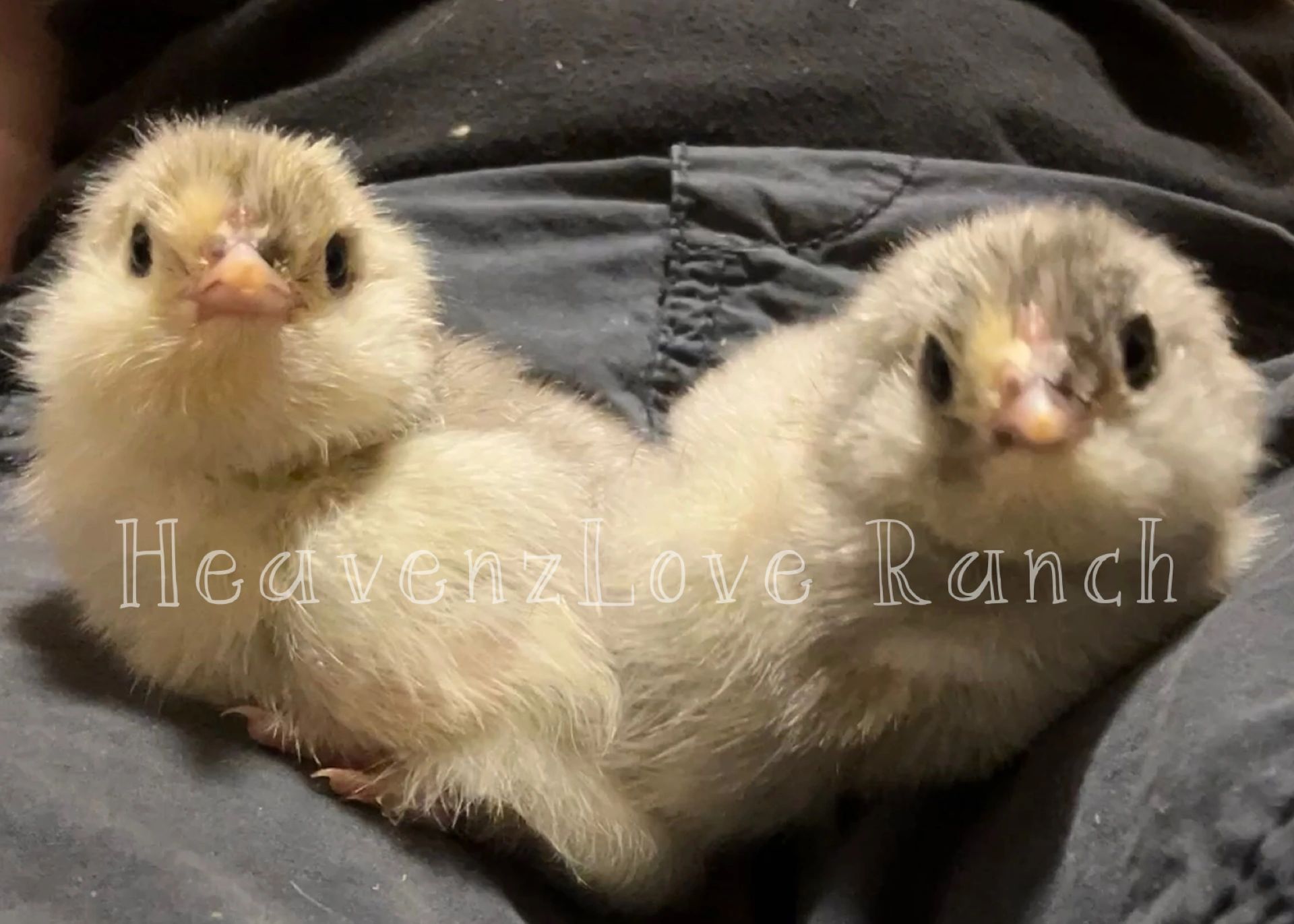 Two fluffy baby chicks sitting close together on dark fabric.