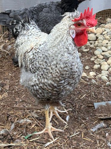 CRESTED CREAM LEGBAR ROOSTER
