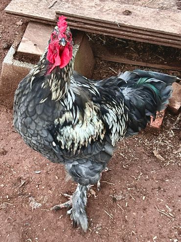 Heavenly Sequoiaβ’ (Blue)