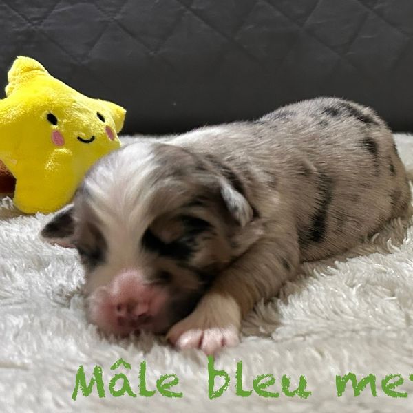 Mâle bleu merle 2