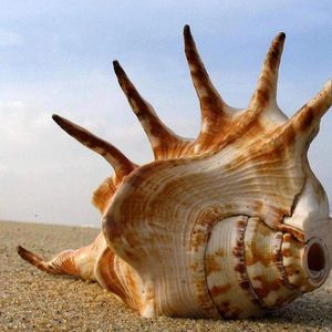 Sun, Sand and Seafood.