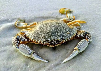 Ocean life. Come enjoy nature.