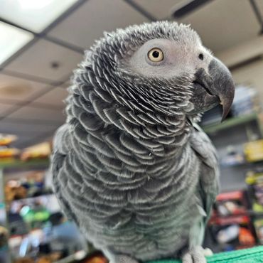 Birds, Parrots, Bird toys