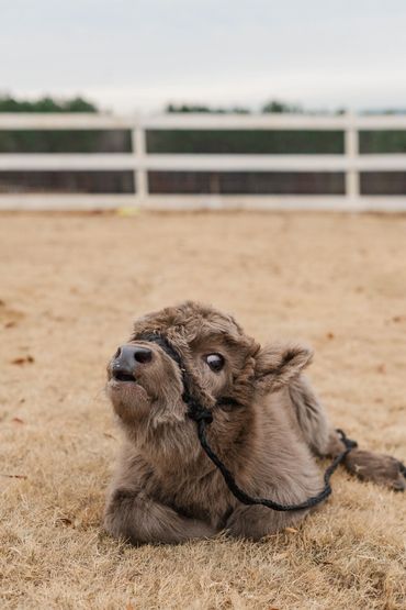 A young, fluffy calf lying on dry grass with a black halter.