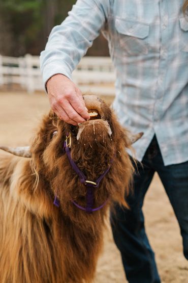 Person feeding a brown Highland cow with a treat outdoors.
