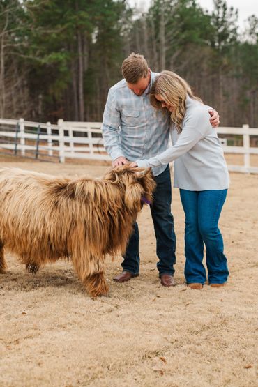 Couple petting a fluffy Highland cow in a fenced yard.