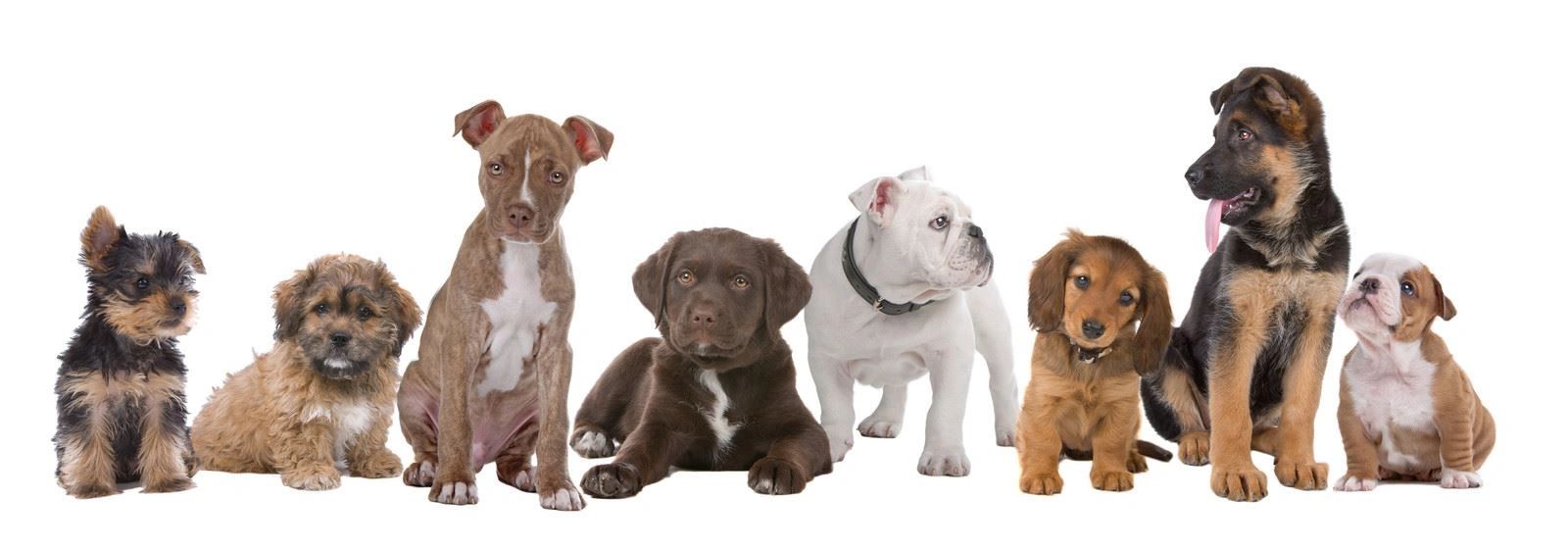 EPIC DOG ACADEMY Dog Training, Dog Boarding