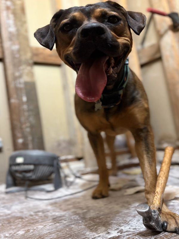 Happy dog with tongue out holding a hammer.