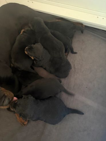 Litter of Rottweiler puppies nursing from their mother.