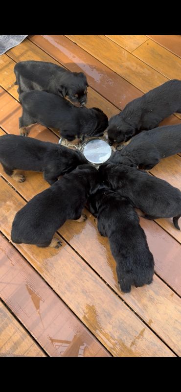 Seven puppies eating around a bowl on wooden floor.