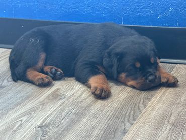 Sleeping Rottweiler puppy on a wooden floor.