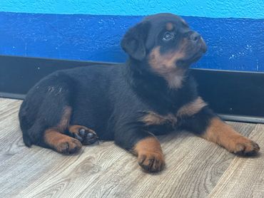 Cute Rottweiler puppy lying on the floor.