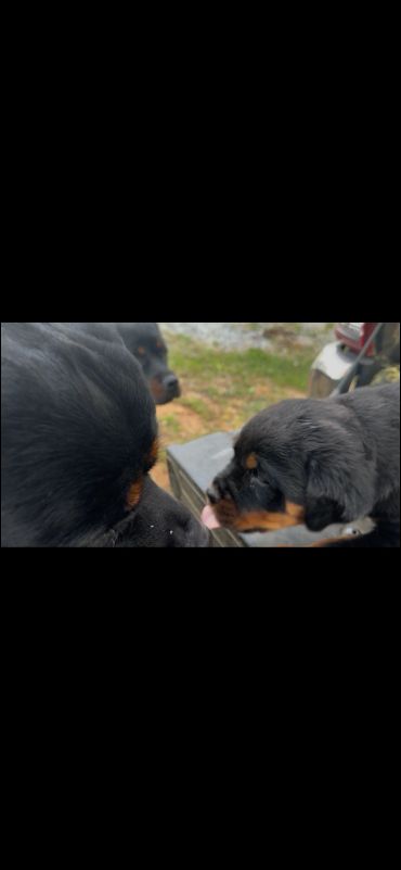 Two Rottweiler dogs touching noses, with a third dog in the background.