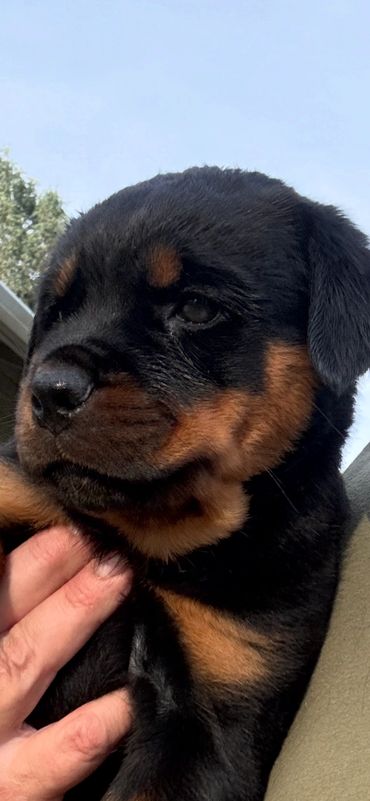 Close-up of a Rottweiler puppy with a hand petting it.