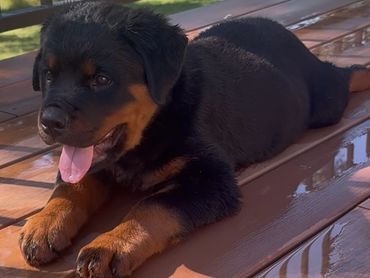 Adorable Rottweiler puppy lying on a wooden deck.