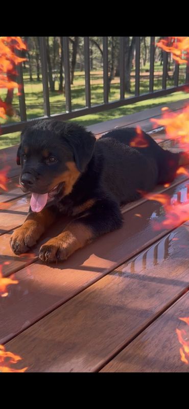 Happy Rottweiler puppy laying on a wooden deck.