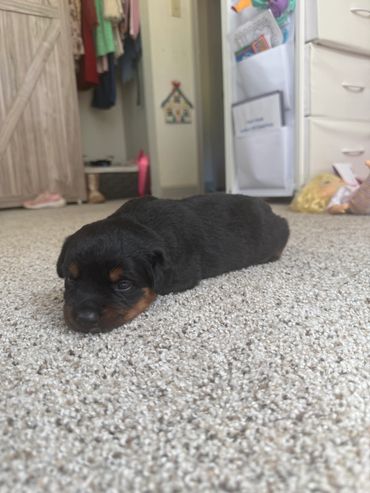 A small black and brown puppy lying on carpet.