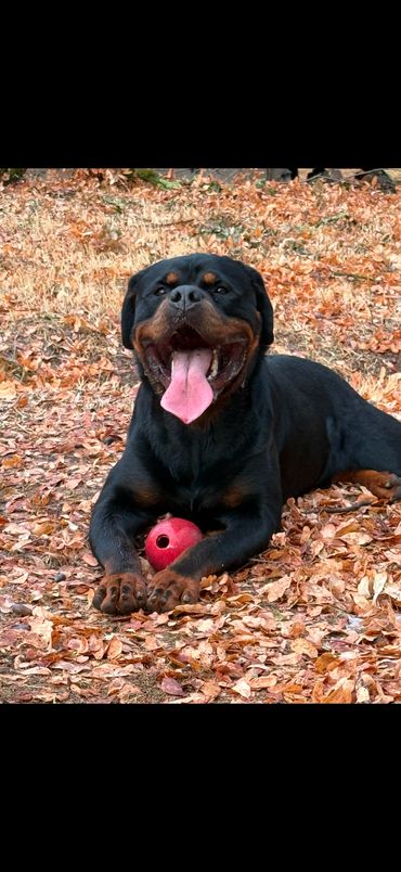 Hank lying among autumn leaves with a red ball between his front paws.