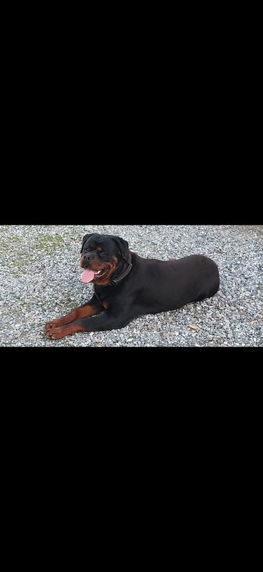 Hank, a male Rottweiler, lying on gravel with his head and front paws visible.