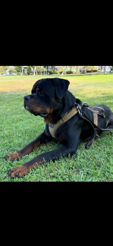 Hank lying on grass in a harness, with his head and front paws visible.