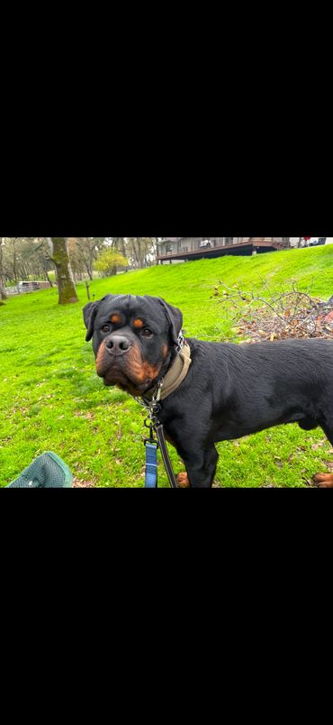 Hank outdoors in a green yard, wearing a tan collar and leash.
