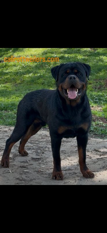Hank, a male Rottweiler, standing outdoors with his head and all four paws visible.