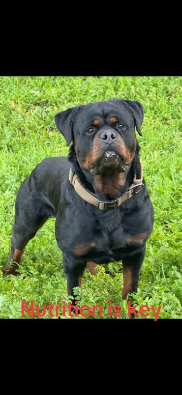 Hank standing on green grass, facing the camera and wearing a tan collar.