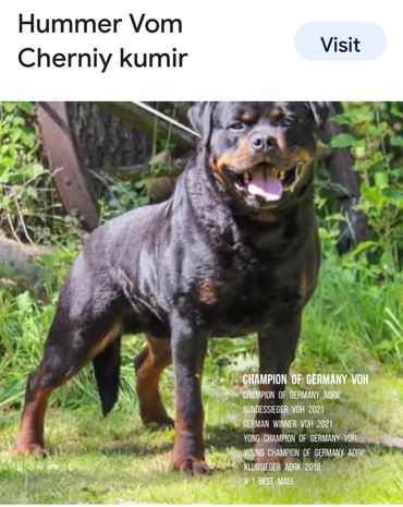 Hummer vom Cherniy Kumir, Xena’s father, in the supplied reference image.