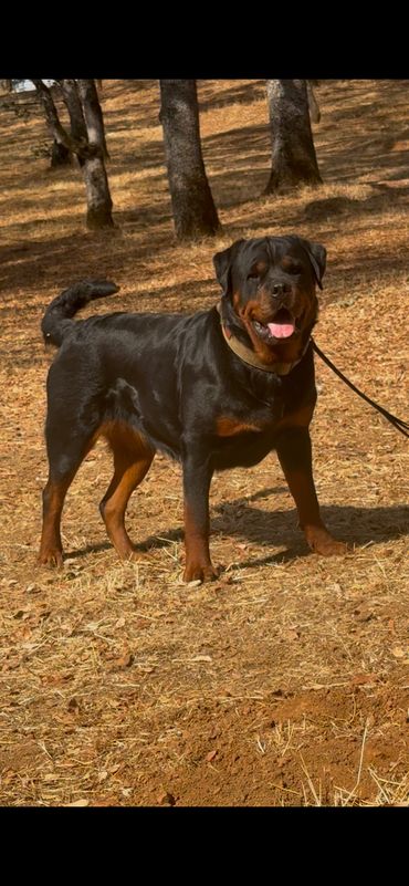 Riley standing on a leash among trees.