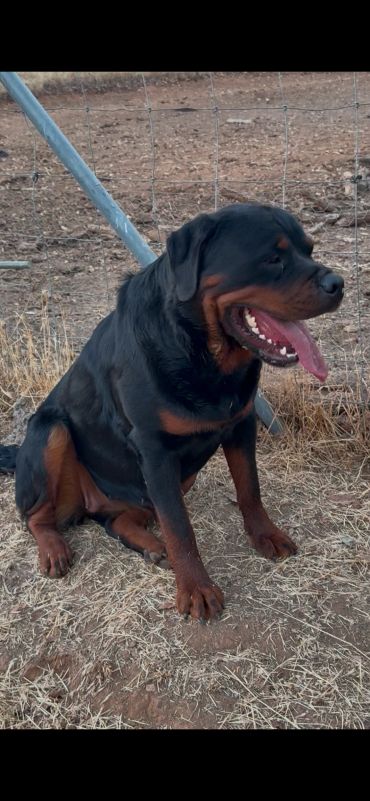 Riley sitting beside a wire fence, looking right.
