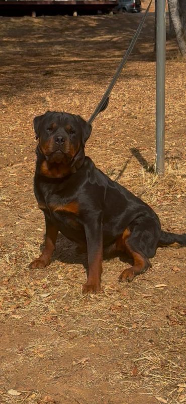 Riley sitting outdoors on dry grass.
