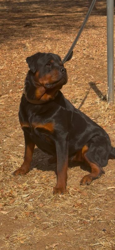 Riley sitting on a leash and looking upward.