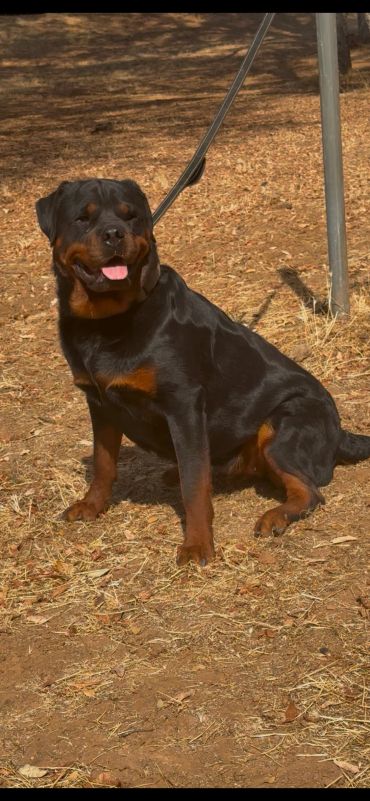 Riley sitting on dry grass with her tongue visible.