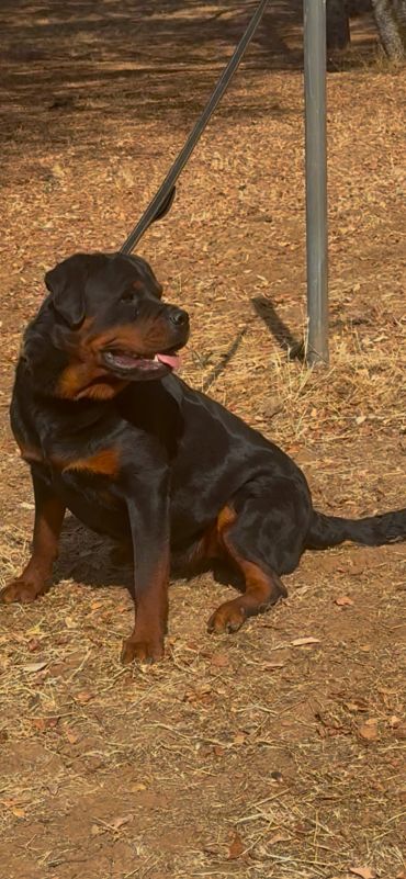 Riley sitting on a leash and looking right.