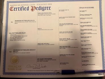 Supplied AKC certified pedigree for Cali Rottweilers Riley.