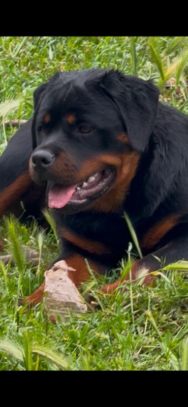 Shadow resting in grass, viewed close up.