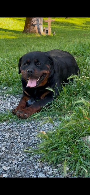 Shadow lying in grass beside gravel with a dark ball between her front paws.