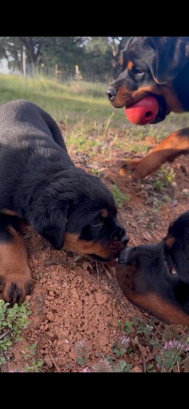 Supplied Shadow group photo showing three Rottweilers outdoors, one holding a red ball.