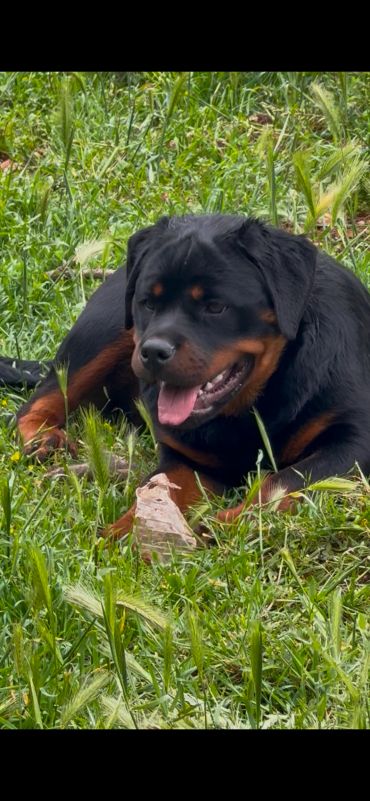 Shadow resting in grass beside a pale rock.