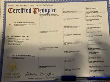 Supplied AKC certified pedigree for Cali Rottweilers Shadow.