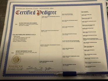 Supplied AKC certified pedigree for Cali Rottweilers Sierra’s Gold.