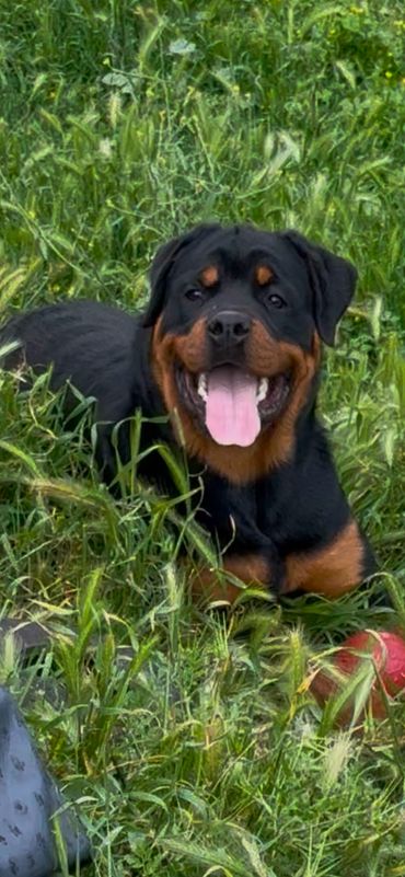 Sierra’s Gold resting in tall grass beside a red ball.