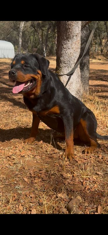 Sierra’s Gold sitting beside a tree, looking left with her tongue visible.