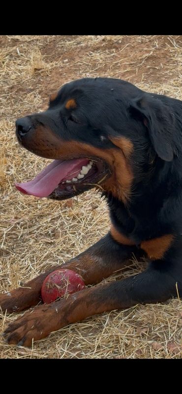 Sierra’s Gold lying with a red ball between her front paws, close view.
