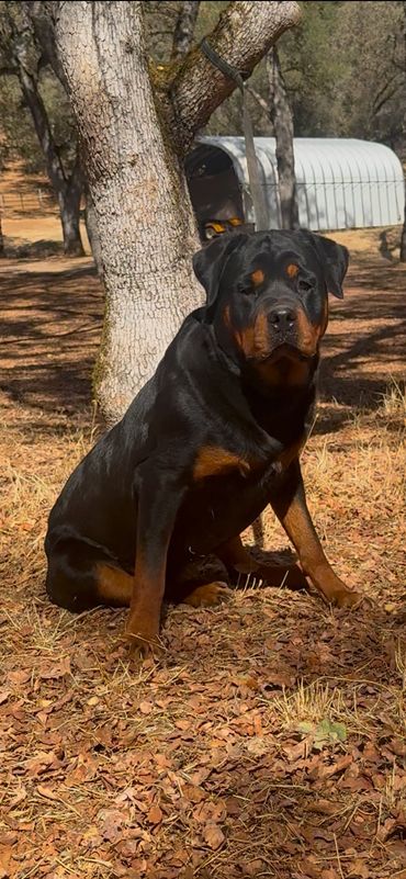 Sierra’s Gold sitting beside a tree, facing the camera with her mouth closed.