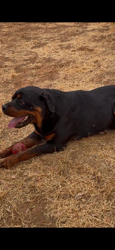Sierra’s Gold lying on dry grass beside a red ball, wider view.