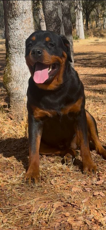 Sierra’s Gold sitting beside a tree, facing the camera with her tongue visible.