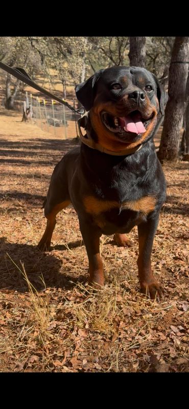 Xena vom Cherniy Kumir standing outdoors, viewed from the front.