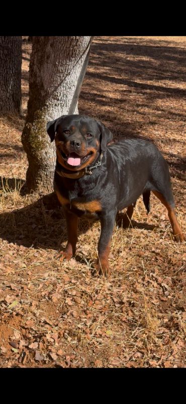 Xena vom Cherniy Kumir standing beside a tree.