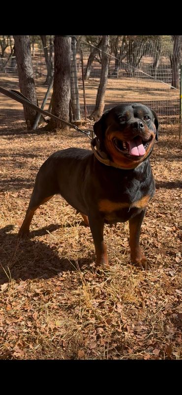Xena vom Cherniy Kumir standing in a wooded yard.